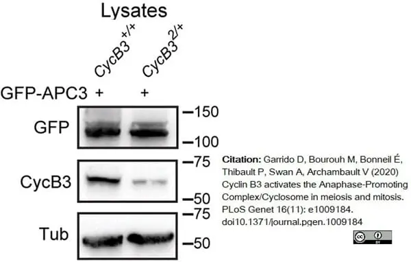 Anti Tubulin Alpha Antibody, clone YL1/2 gallery image 11