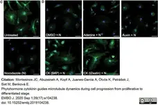 Anti Tubulin Alpha Antibody, clone YL1/2 gallery image 12