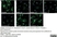 Anti Tubulin Alpha Antibody, clone YL1/2 thumbnail image 12