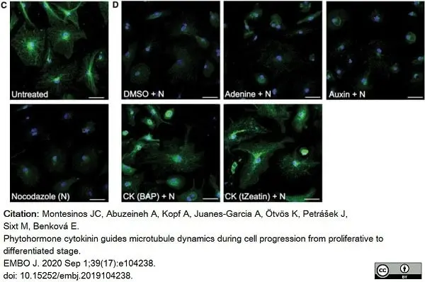 Anti Tubulin Alpha Antibody, clone YL1/2 gallery image 12