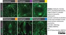 Anti Tubulin Alpha Antibody, clone YL1/2 gallery image 13