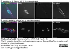 Anti Tubulin Alpha Antibody, clone YL1/2 gallery image 14
