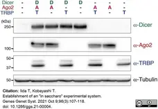 Anti Tubulin Alpha Antibody, clone YL1/2 gallery image 15