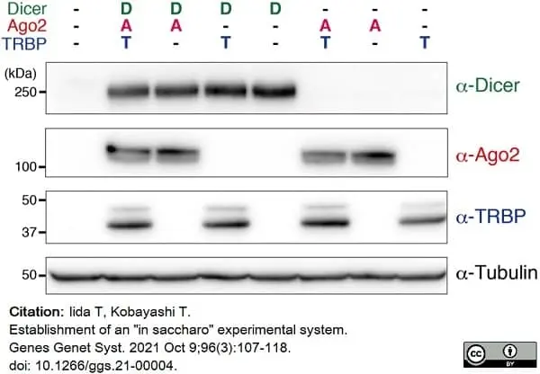 Anti Tubulin Alpha Antibody, clone YL1/2 gallery image 15
