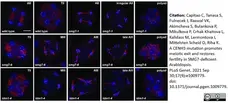 Anti Tubulin Alpha Antibody, clone YL1/2 gallery image 16
