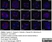 Anti Tubulin Alpha Antibody, clone YL1/2 thumbnail image 16