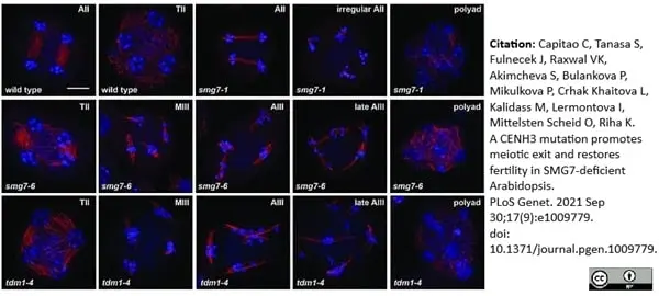 Anti Tubulin Alpha Antibody, clone YL1/2 gallery image 16
