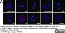 Anti Tubulin Alpha Antibody, clone YL1/2 gallery image 17