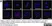 Anti Tubulin Alpha Antibody, clone YL1/2 thumbnail image 17
