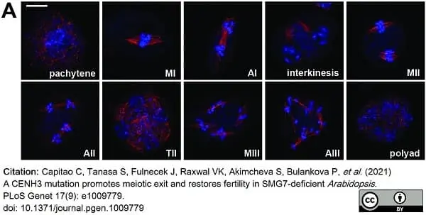 Anti Tubulin Alpha Antibody, clone YL1/2 gallery image 17