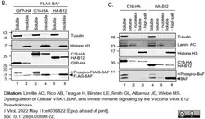 Anti Tubulin Alpha Antibody, clone YL1/2 gallery image 18