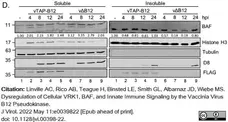 Anti Tubulin Alpha Antibody, clone YL1/2 gallery image 19