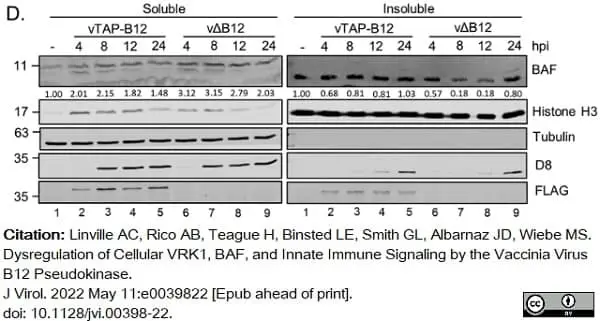 Anti Tubulin Alpha Antibody, clone YL1/2 gallery image 19