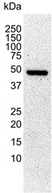 Anti Tubulin Alpha Antibody, clone YL1/2 thumbnail image 2