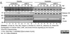 Anti Tubulin Alpha Antibody, clone YL1/2 gallery image 20