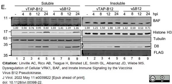 Anti Tubulin Alpha Antibody, clone YL1/2 gallery image 20