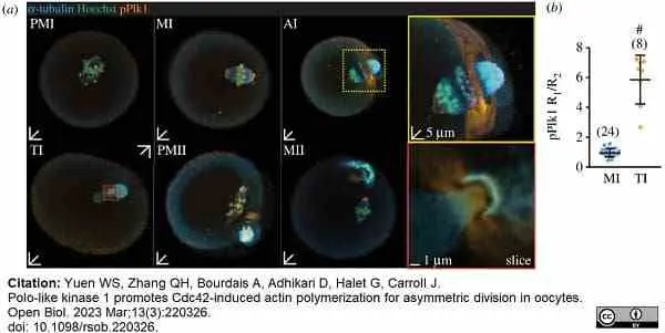 Anti Tubulin Alpha Antibody, clone YL1/2 gallery image 21