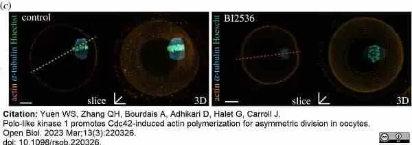 Anti Tubulin Alpha Antibody, clone YL1/2 gallery image 22