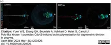 Anti Tubulin Alpha Antibody, clone YL1/2 gallery image 23