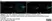 Anti Tubulin Alpha Antibody, clone YL1/2 thumbnail image 23
