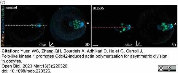 Anti Tubulin Alpha Antibody, clone YL1/2 gallery image 23