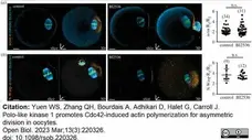 Anti Tubulin Alpha Antibody, clone YL1/2 gallery image 24