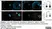 Anti Tubulin Alpha Antibody, clone YL1/2 thumbnail image 24