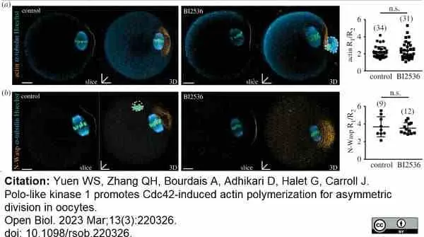 Anti Tubulin Alpha Antibody, clone YL1/2 gallery image 24