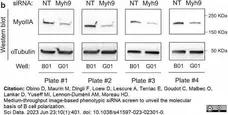 Anti Tubulin Alpha Antibody, clone YL1/2 gallery image 26