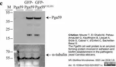 Anti Tubulin Alpha Antibody, clone YL1/2 gallery image 27