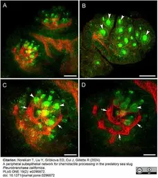 Anti Tubulin Alpha Antibody, clone YL1/2 gallery image 28