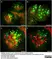 Anti Tubulin Alpha Antibody, clone YL1/2 thumbnail image 28