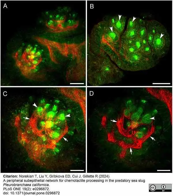 Anti Tubulin Alpha Antibody, clone YL1/2 gallery image 28