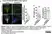Anti Tubulin Alpha Antibody, clone YL1/2 thumbnail image 29