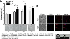 Anti Tubulin Alpha Antibody, clone YL1/2 gallery image 3