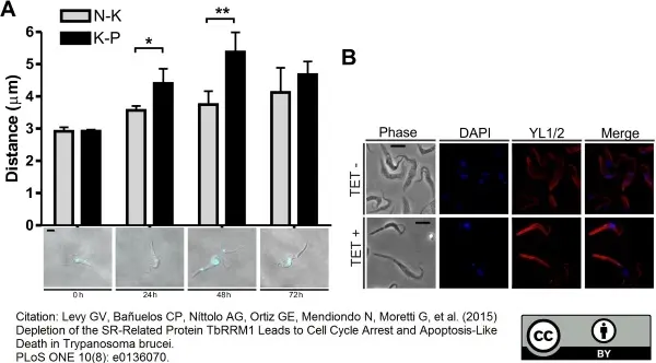 Anti Tubulin Alpha Antibody, clone YL1/2 gallery image 3