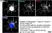 Anti Tubulin Alpha Antibody, clone YL1/2 thumbnail image 31