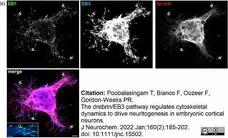 Anti Tubulin Alpha Antibody, clone YL1/2 gallery image 32