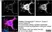 Anti Tubulin Alpha Antibody, clone YL1/2 thumbnail image 32