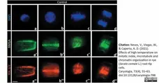 Anti Tubulin Alpha Antibody, clone YL1/2 gallery image 33