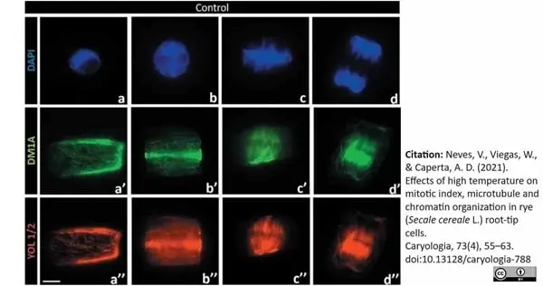 Anti Tubulin Alpha Antibody, clone YL1/2 gallery image 33