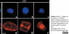 Anti Tubulin Alpha Antibody, clone YL1/2 gallery image 34
