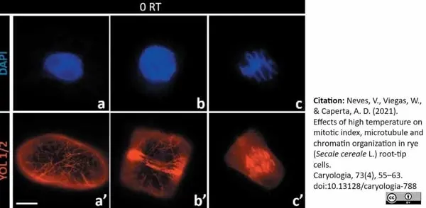 Anti Tubulin Alpha Antibody, clone YL1/2 gallery image 34