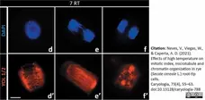 Anti Tubulin Alpha Antibody, clone YL1/2 gallery image 35