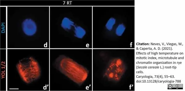 Anti Tubulin Alpha Antibody, clone YL1/2 gallery image 35