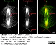Anti Tubulin Alpha Antibody, clone YL1/2 gallery image 36