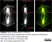 Anti Tubulin Alpha Antibody, clone YL1/2 thumbnail image 36