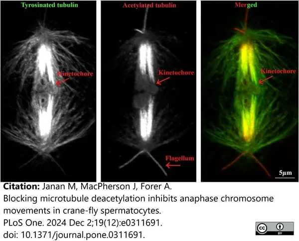 Anti Tubulin Alpha Antibody, clone YL1/2 gallery image 36