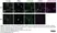Anti Tubulin Alpha Antibody, clone YL1/2 thumbnail image 38