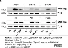 Anti Tubulin Alpha Antibody, clone YL1/2 gallery image 39